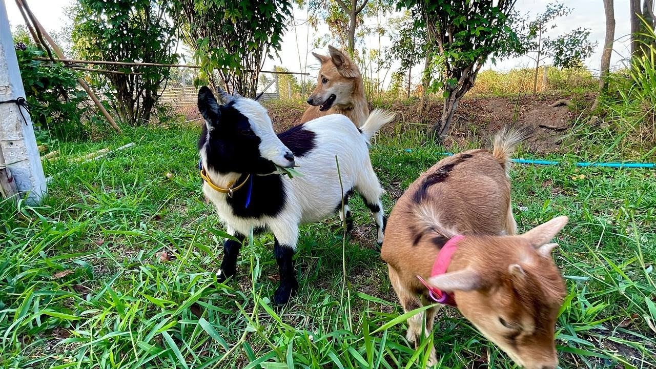 Today, let the goats out to They are happy to see the food.