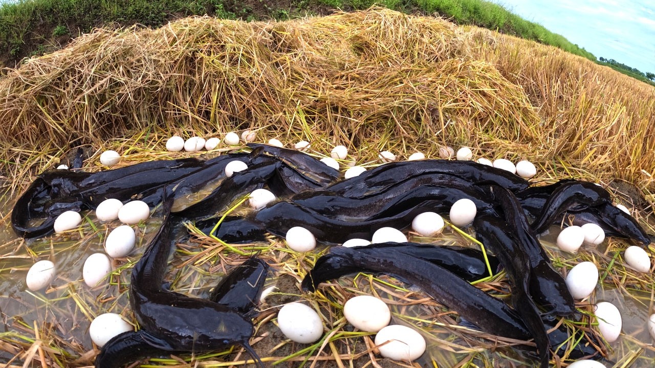 Hand Fishing - Skills fisherman catch a lot of fish and pick eggs under straw in rice field
