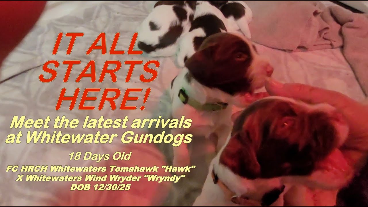 WE HAVE PUPPIES! The next generation of Whitewater Gundogs. 12/30/25 Newborn pics and 18 day fun