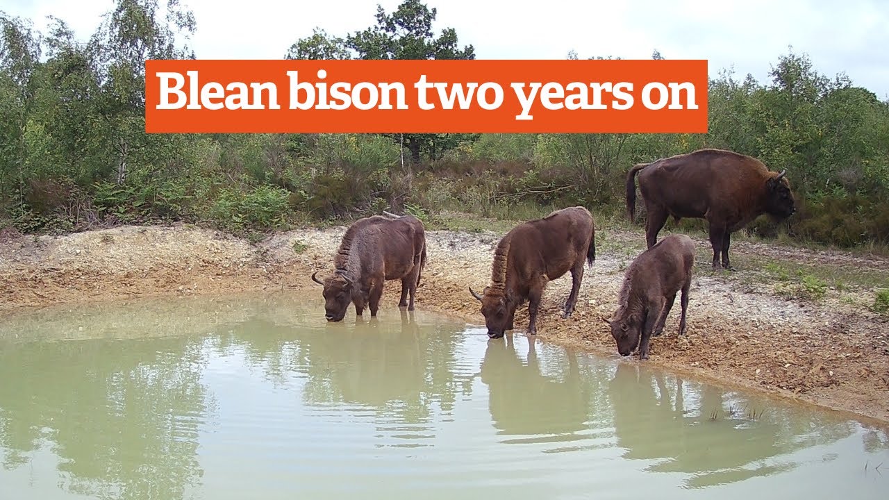 Wilder Blean Bison - a tour from Ranger Heidi