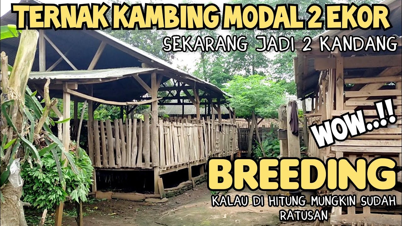 ternak kambing modal 2 ekor jadi 2 kandang. sukses di sistem breeding