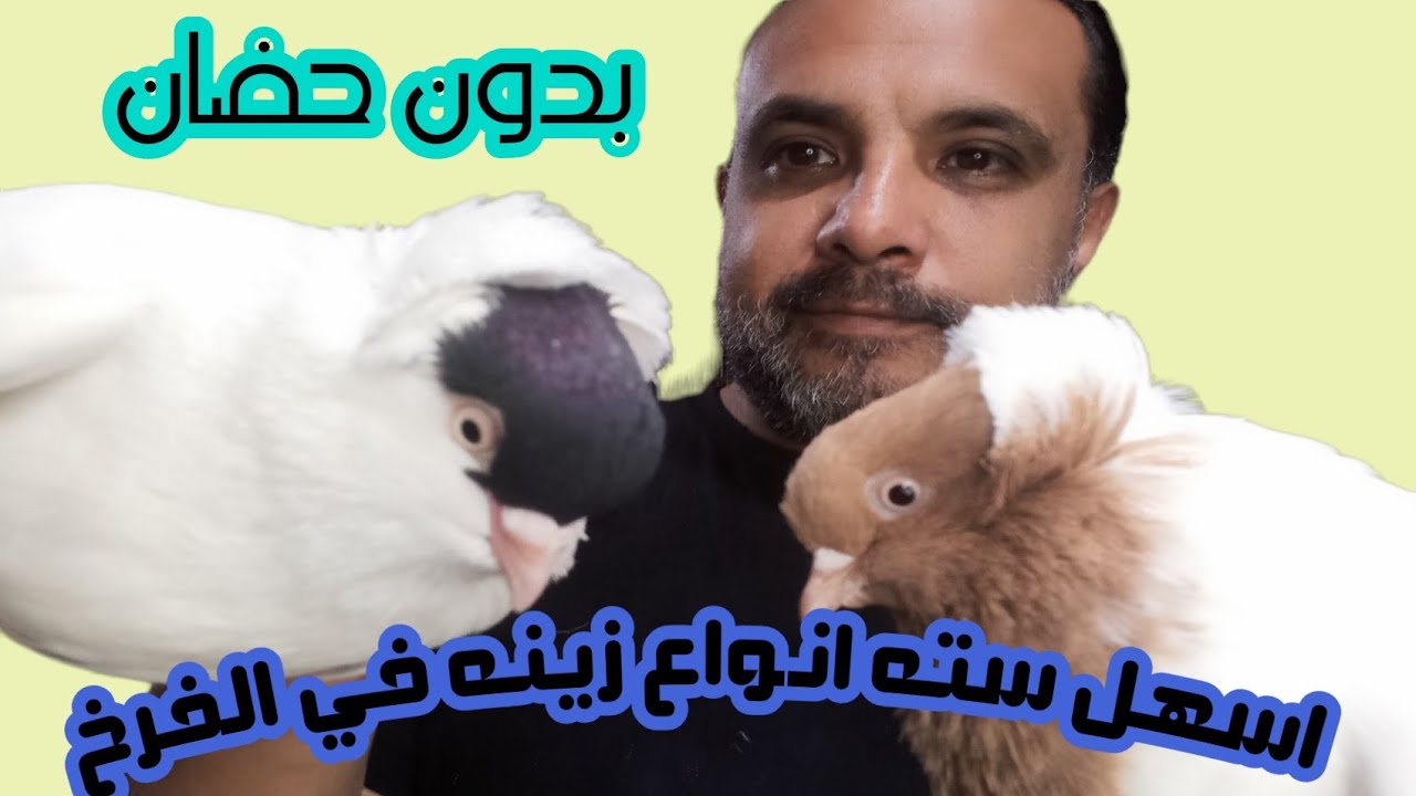 اسهل واحسن حمام زينه في الفرخ من غير حضان والاسعار