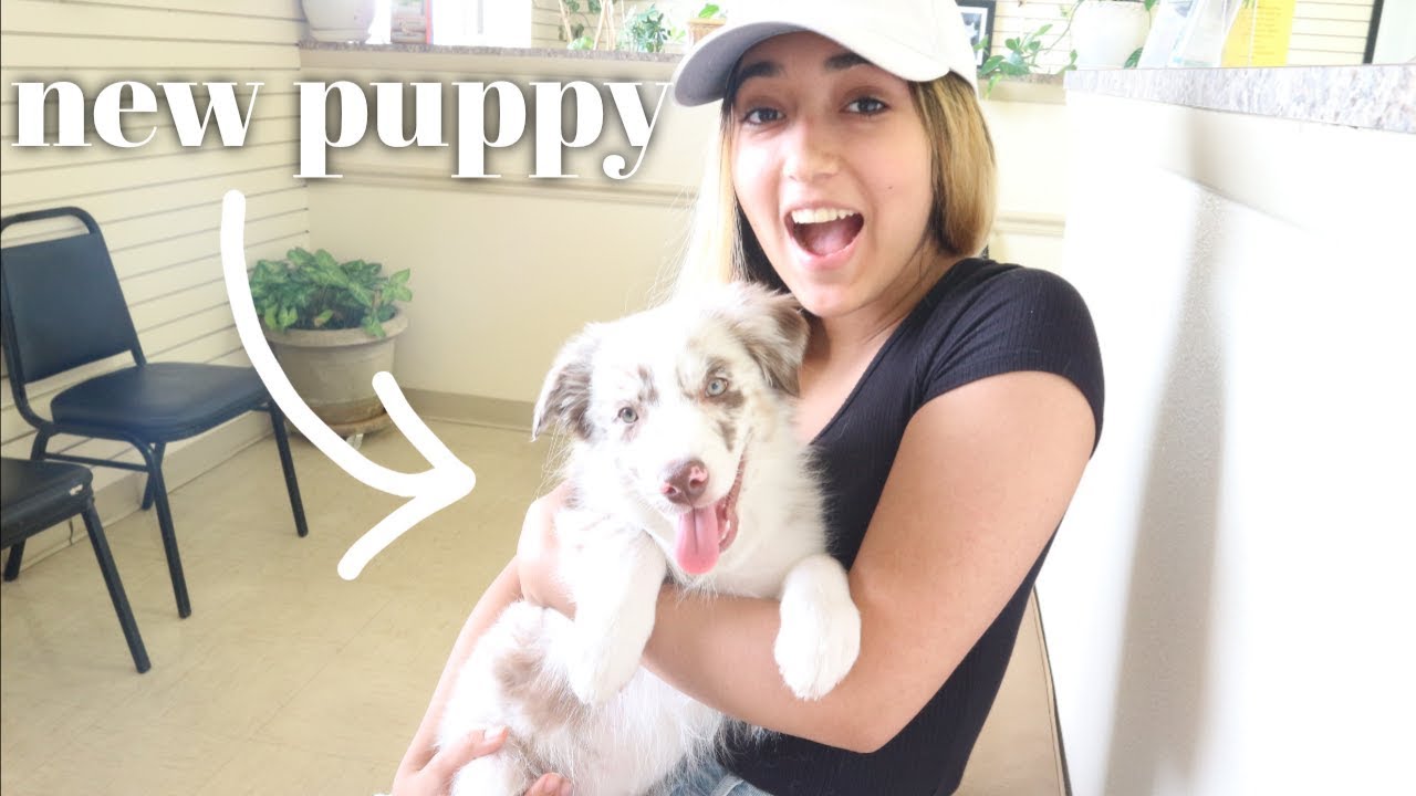 FIRST 24 HOURS WITH MY NEW PUPPY | 2 month old AUSTRALIAN SHEPHERD