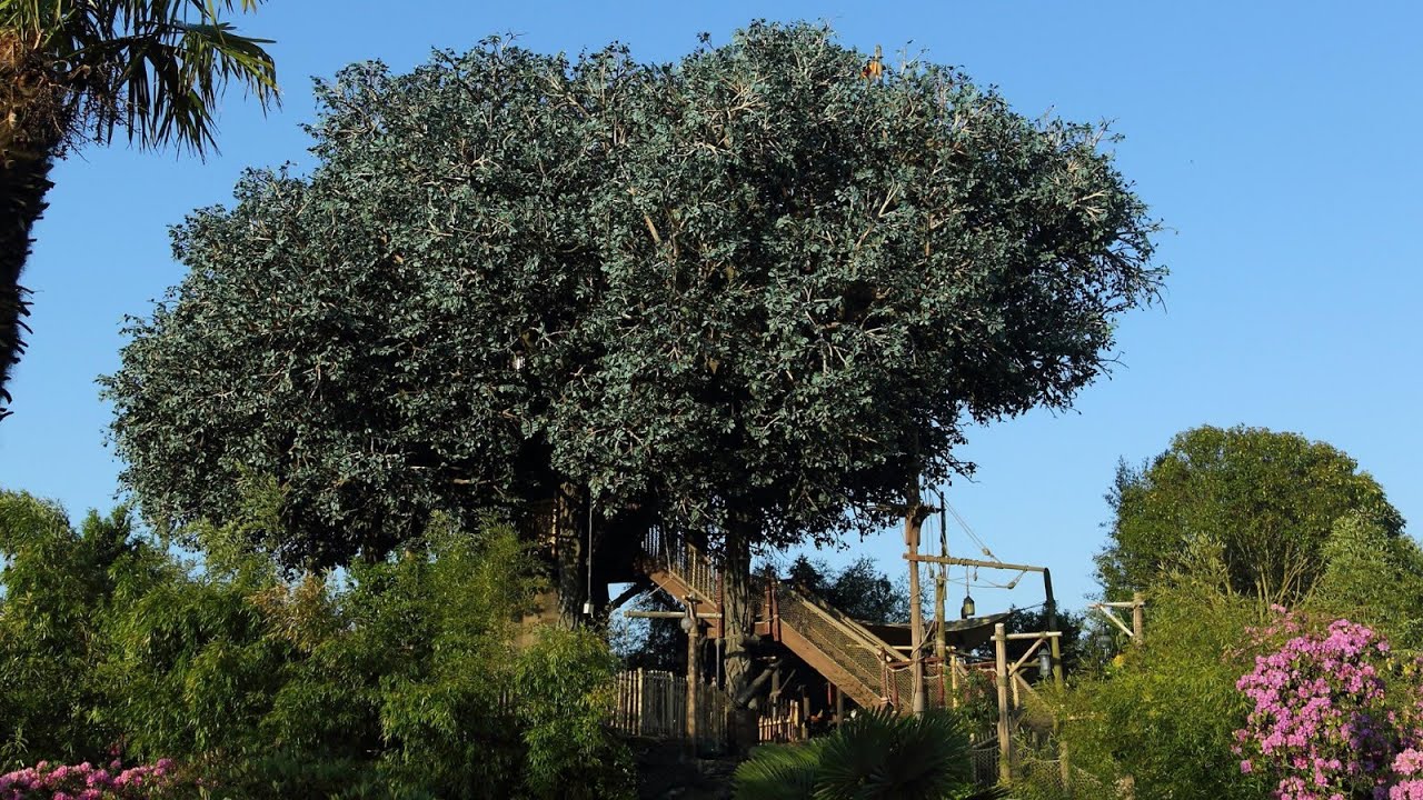 La Cabane des Robinson - Dinseyland Paris November 2024