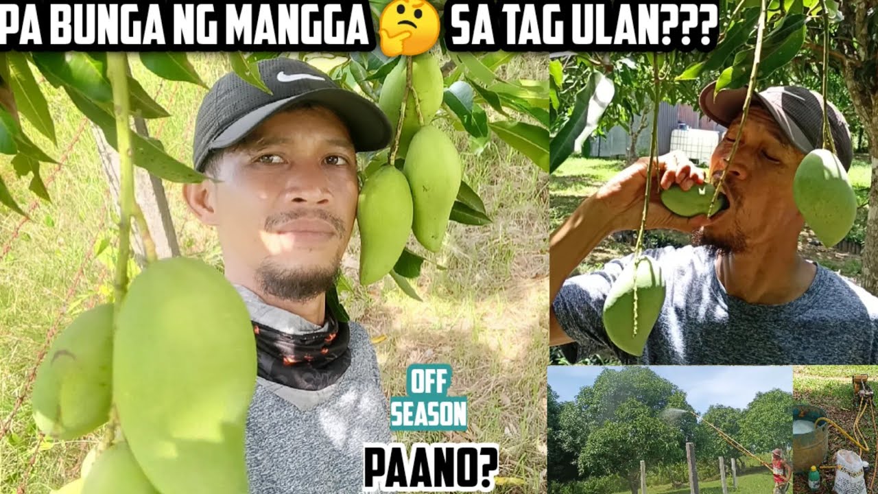 HOW TO  INDUCE  MANGO OFF SEASON FOR FLOWERING? PABUNGA NG MANGGA SA TAG ULAN, PAANO ITO GAWIN?