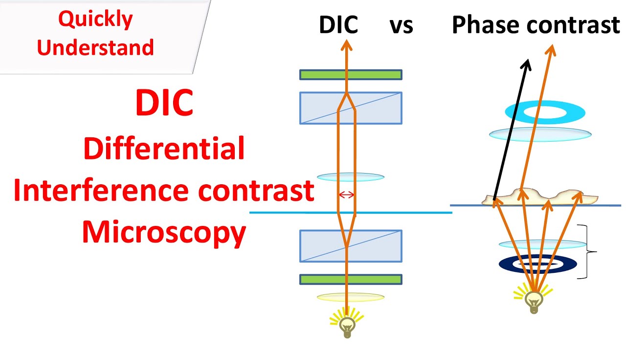 DIC Microscopy | Differential interference contrast | DIC vs Phase contrast.