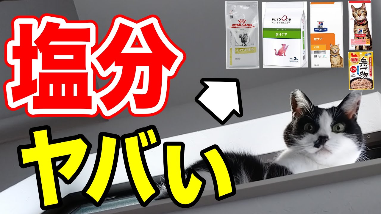 塩分の高いキャットフードを獣医師が解説｜猫の尿石症・腎臓病・心臓病との意外な関係