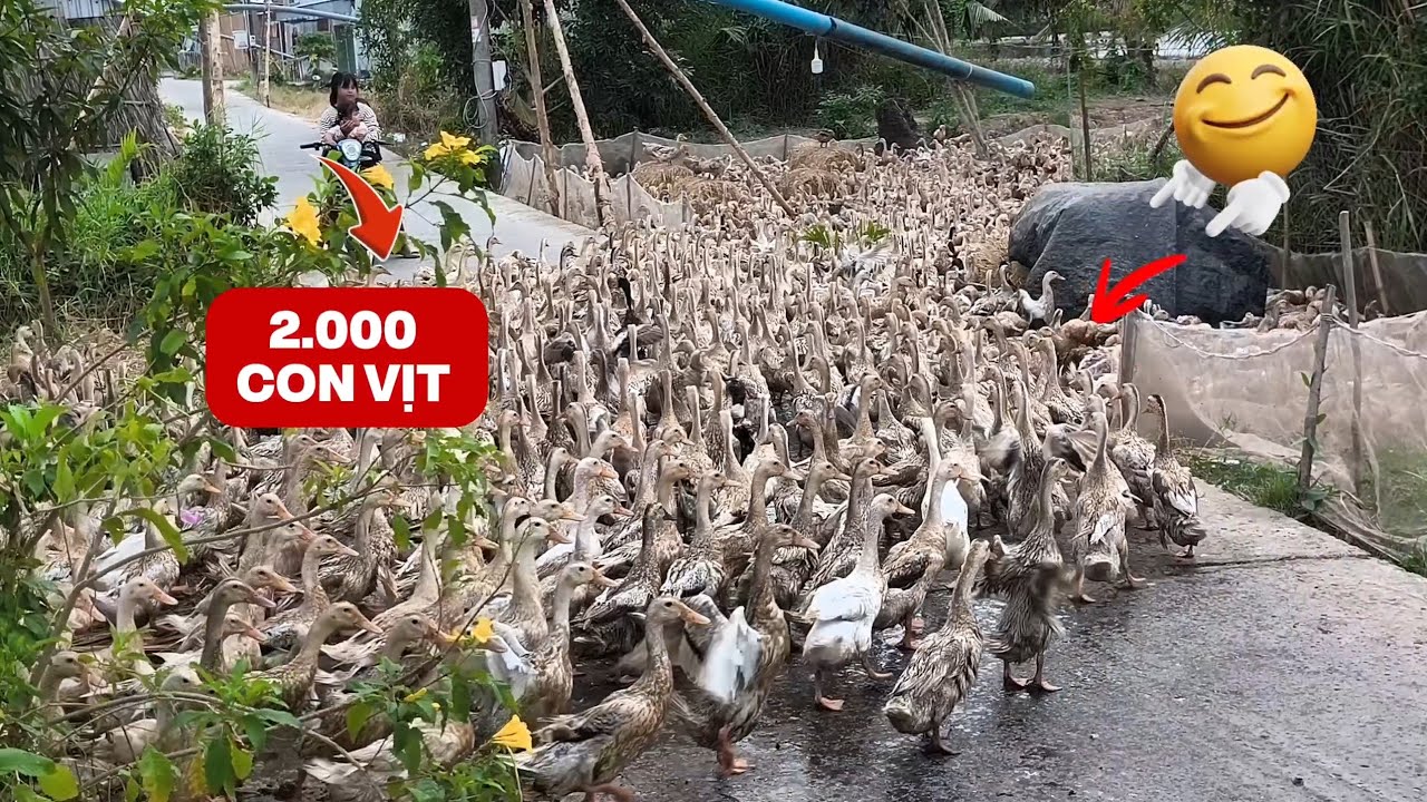 Cảnh lùa vịt về chuồng ở vùng nông thôn Miền Tây Việt Nam. 