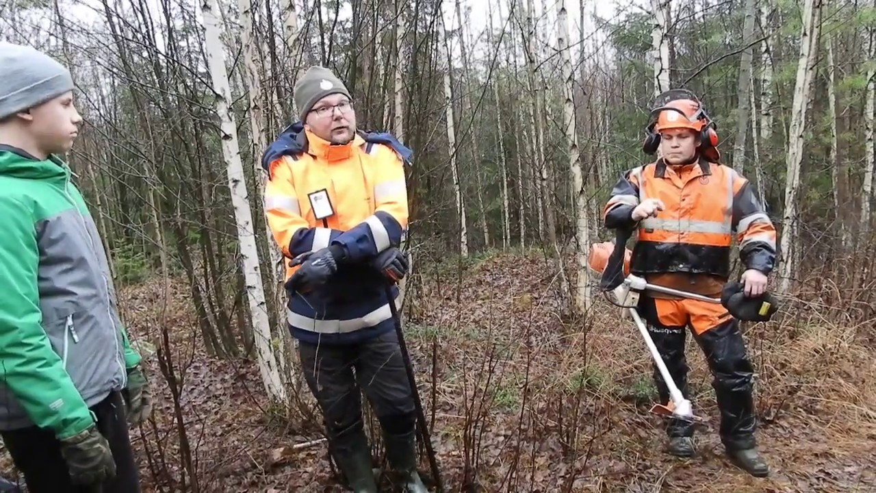 Taimikon hoidalla metsät kasvukuntoon.