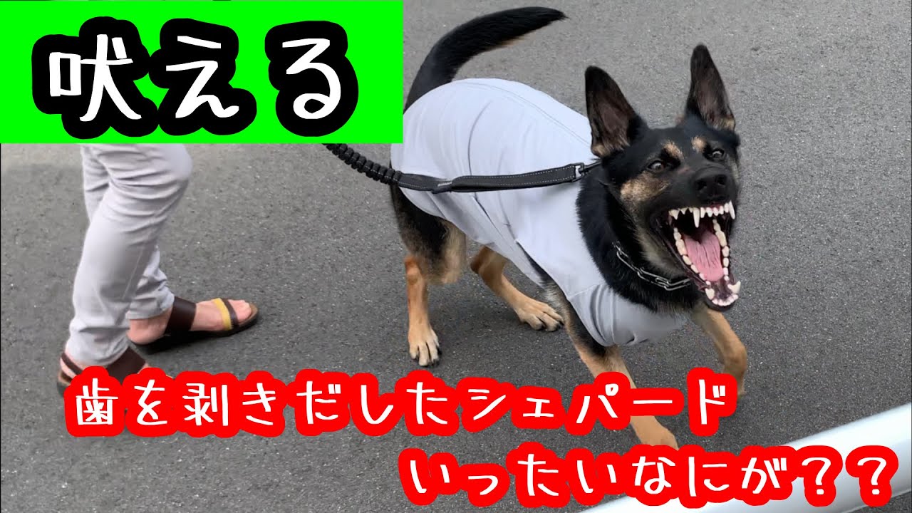 【ジャーマンシェパード】朝の散歩中に吠える犬。WHY?【German Shepherd Dog】A barking dog during a walk in the morning