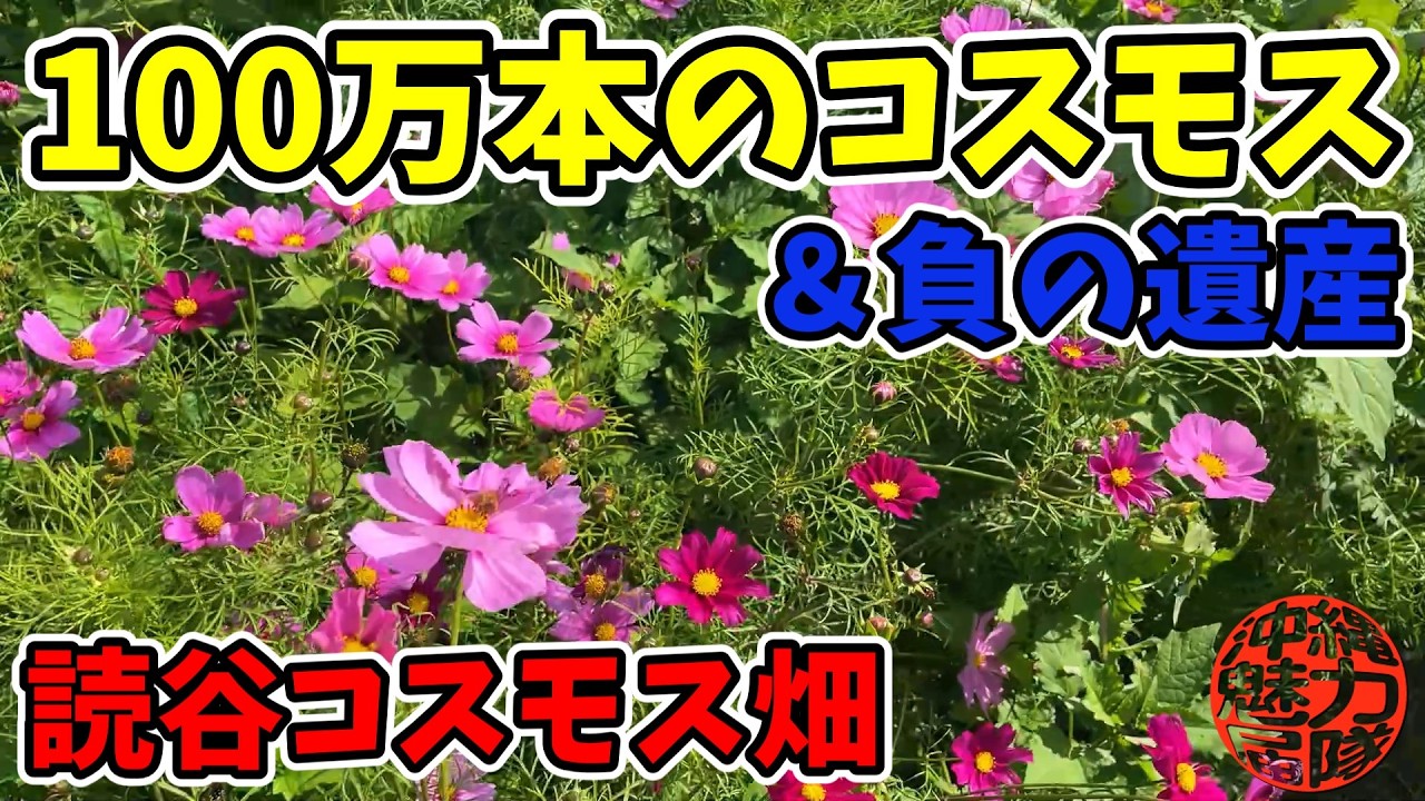 【読谷コスモス畑】なんと100万本のコスモスの花！桜も秋桜も今が見頃！有蓋掩体壕・義烈空挺隊玉砕之地・ミーフーダー・テニンガー・ミーガー・ティランカー！