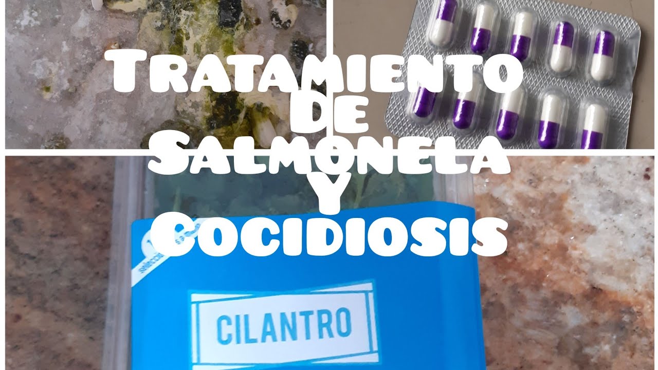 TRATAMIENTO contra salmonela , E-coli y cocidios en palomas