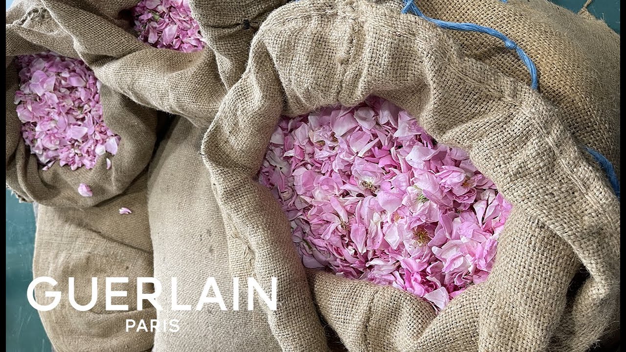 Rosa Rossa Harvest: Episode 2 - The Rose Harvest | GUERLAIN