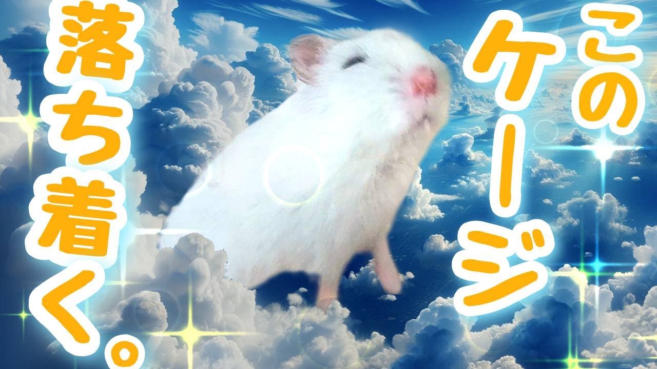 ハムスターが落ち着けるケージの作り方