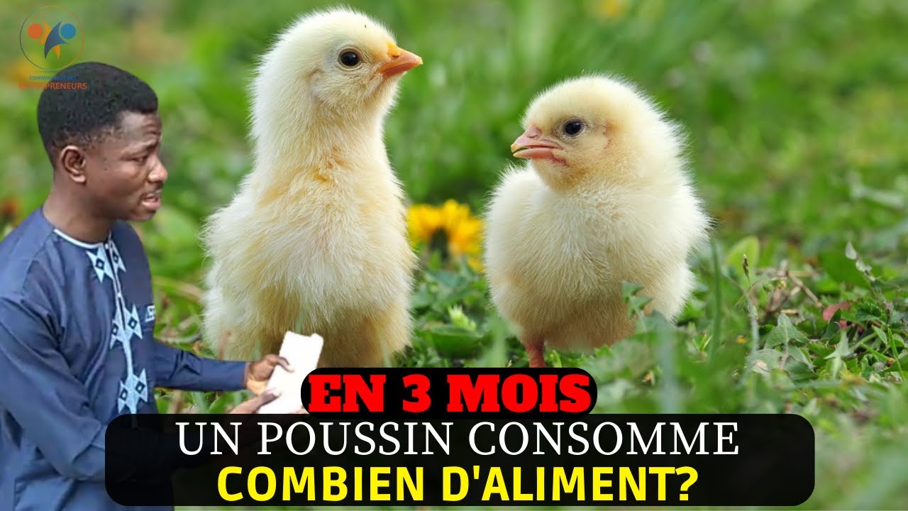 EN 3 mois: Quelle quantité d'ALIMENT un POULET GOLIATH consomme durant ces trois mois? INVESTIR 100%