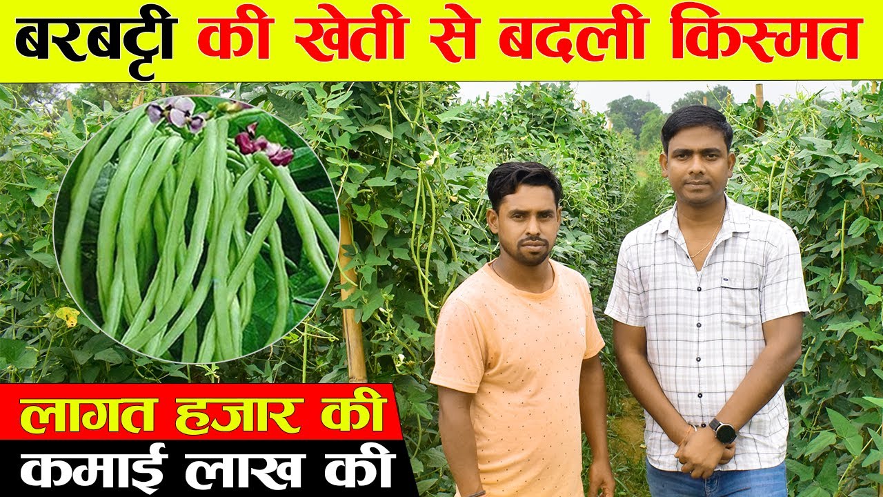 बरबट्टी की खेती से बदली किस्मत / Lobia Farming Techique / Long Beans