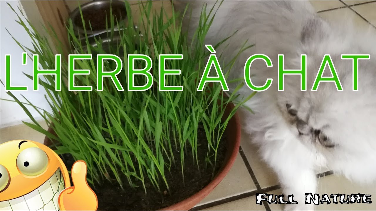 COMMENT FAIRE POUSSER DE L'HERBE À CHAT SOI-MÊME EN 5mn