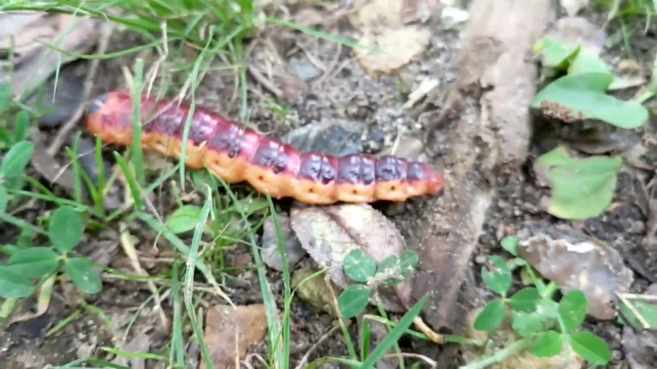 goatmoth  (Cossus cossus), Ukraine, Korosten', river Uzh, 09.09.2018
