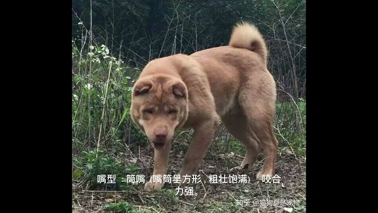 广东潮汕大头犬：潮汕原生犬的威猛守护者