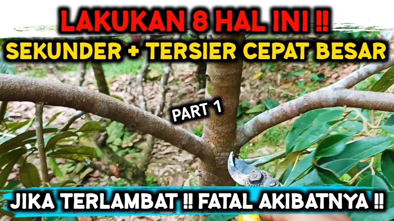 PEMANGKASAN DURIAN MUSANGKING‼️ AGAR CEPAT BESAR DAN CEPAT BERBUAH - PART 1