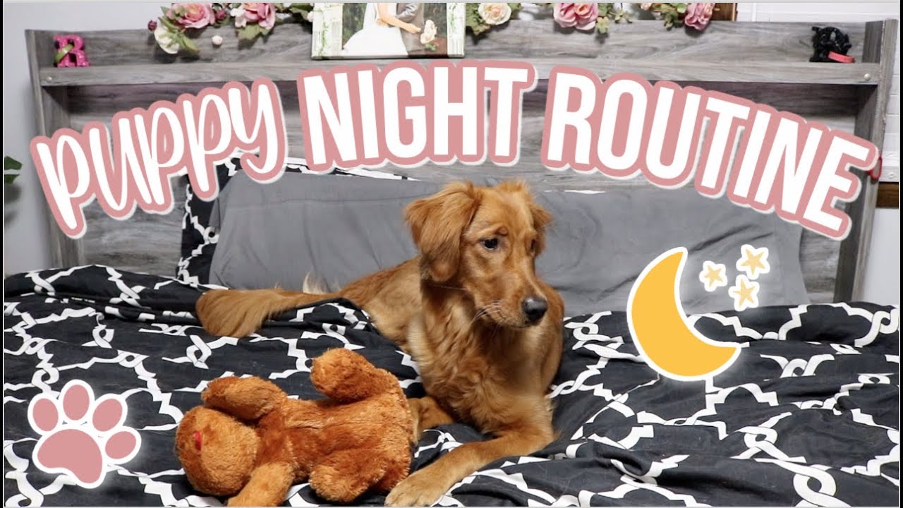 Golden Retriever Puppy's Night Routine | Larsey's Nighttime Routine