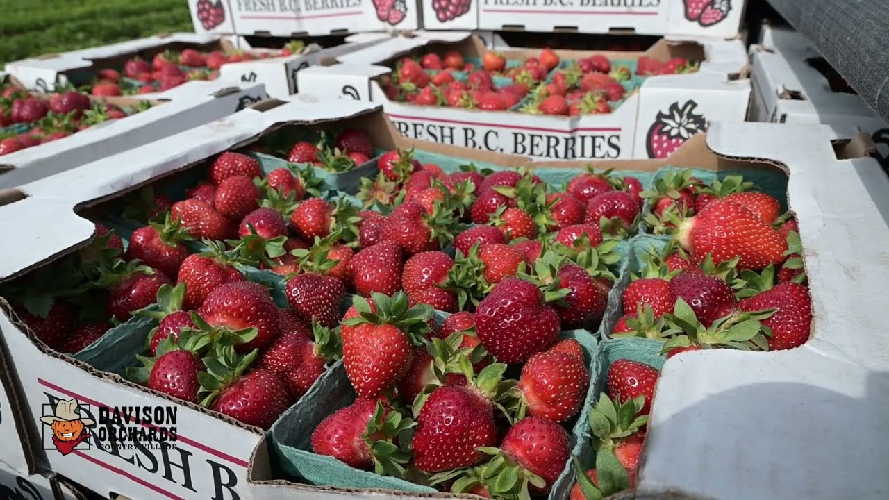 Crop Update: Strawberry Season!