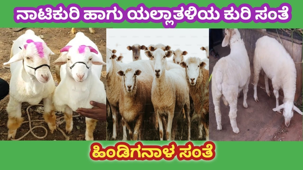 ನಾಟಿಕುರಿ ಹಾಗು ಉತ್ತಮ ತಳಿಯ ಕುರಿ ಸಂತೆ ಹಿಂಡಿಗನಾಳ Natikuri & all good breeds of sheep r Sante Hindiganala