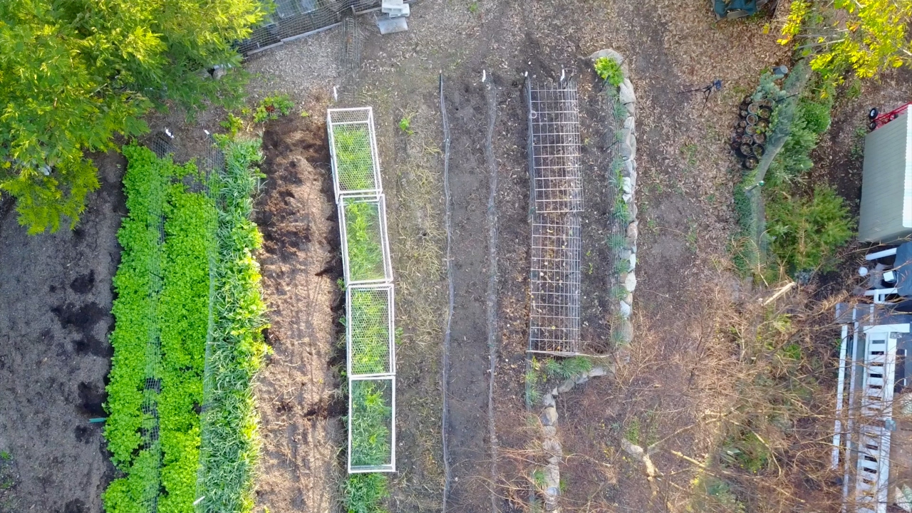 Rotating the chickens to fresh forage...