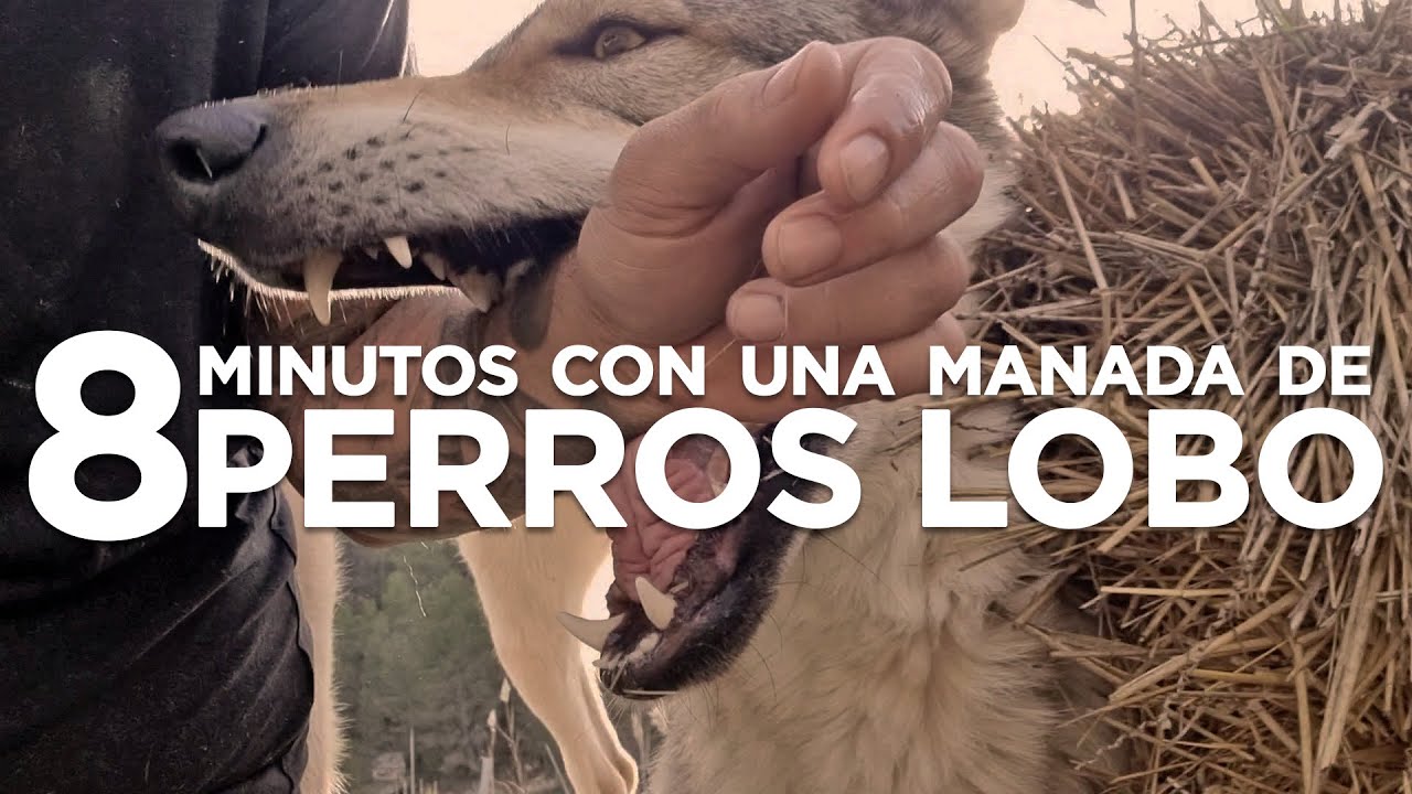 8 MINUTOS CON UNA MANADA DE 8 PERROS LOBO