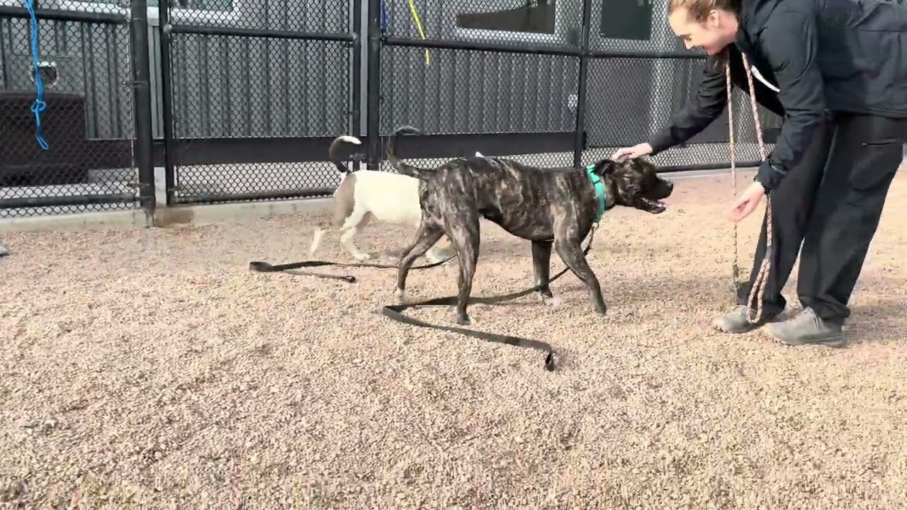 Meet Slinky and Daisy!