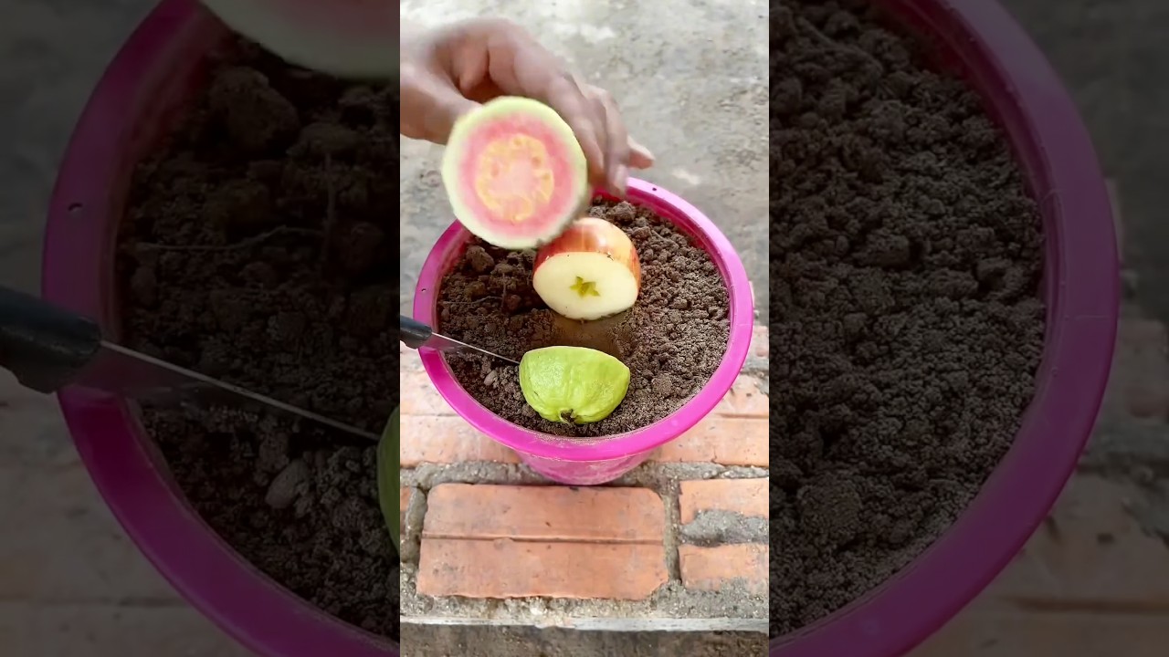 Can actually grow two fruits from one tree |#shorts