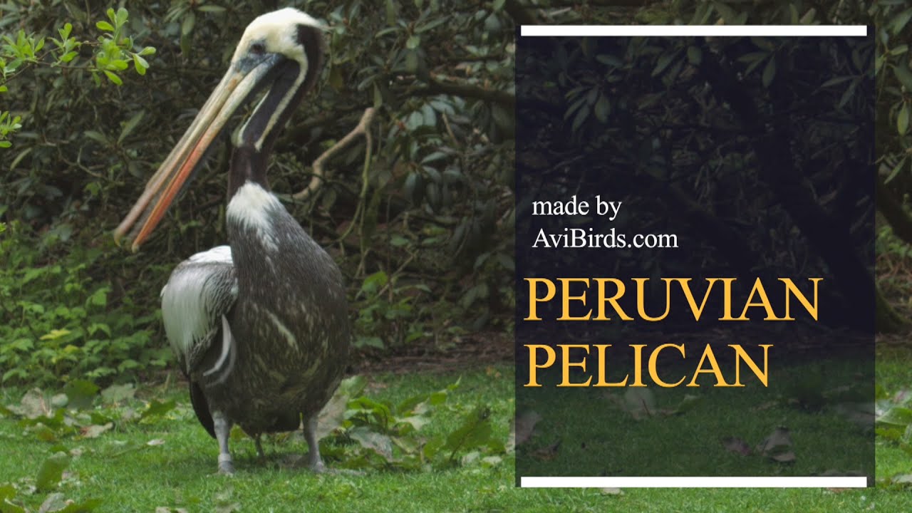 Peruvian Pelican [Pelecanus Thagus]