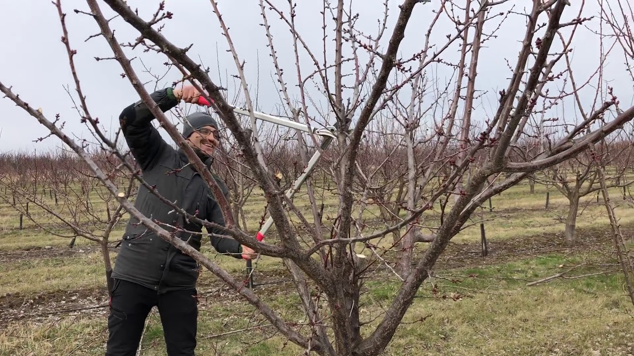 Kajszi metszés 7 éves Szűkített váza, azaz 