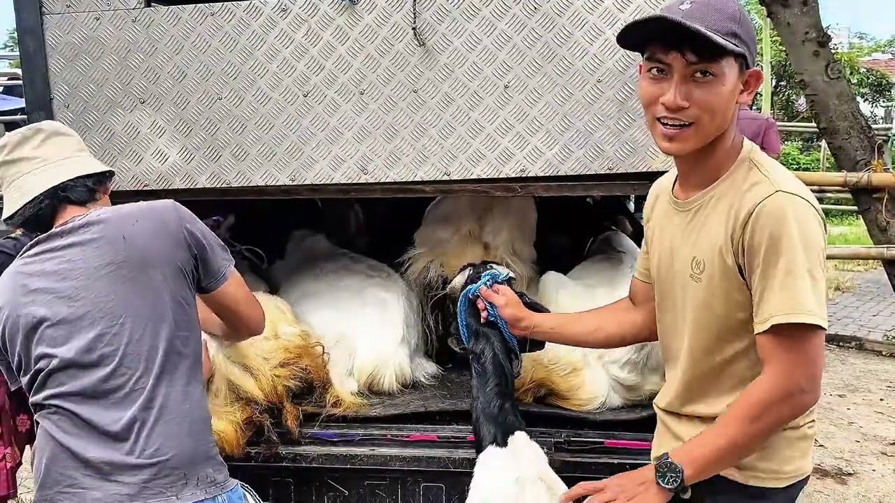 Pasaran Harga Kambing Bakalan Mulai Naik Pasar Hewan Muntilan Magelang Terbaru 2026 