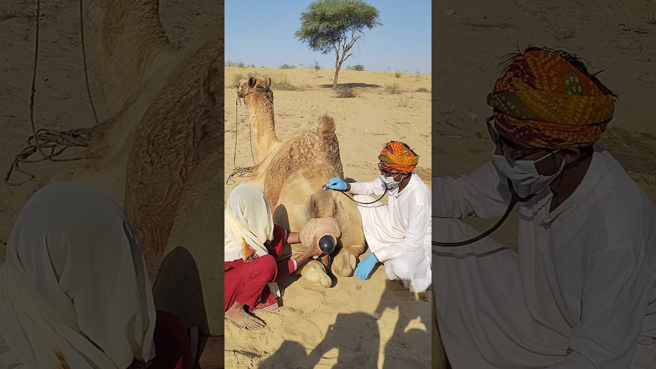 ولادة الناقة قريبة جداً! الطبيب يكشف الوقت المتبقي