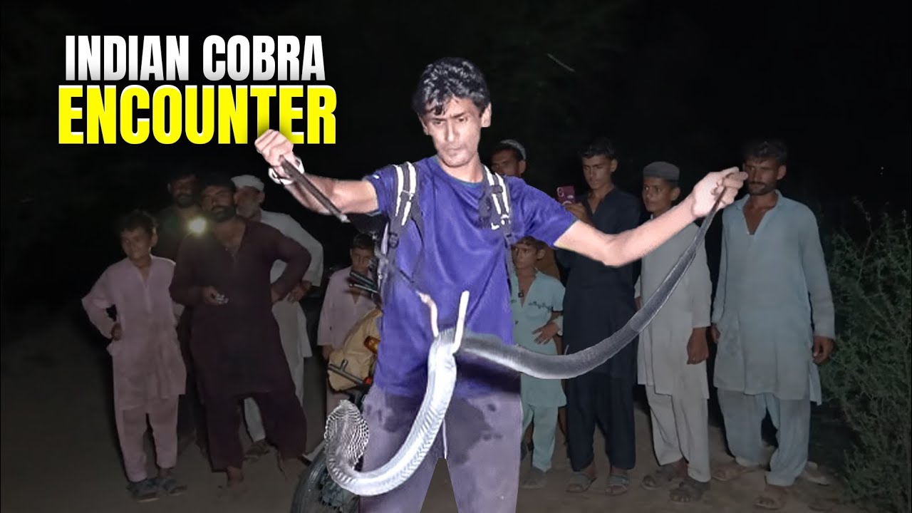 Indian Black Cobra Rescue | Wildlife Encounter| Public Awareness and Facts