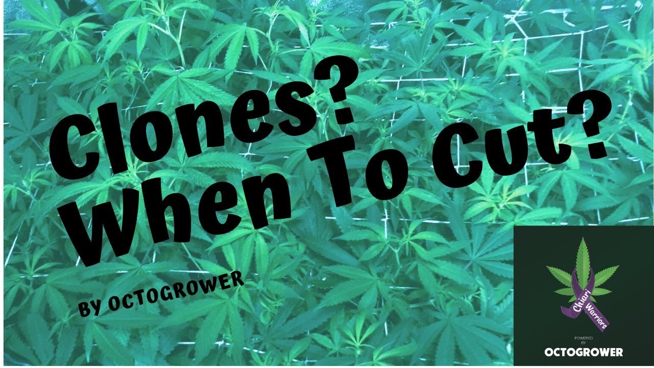 When to Take A Clone| Octogrower