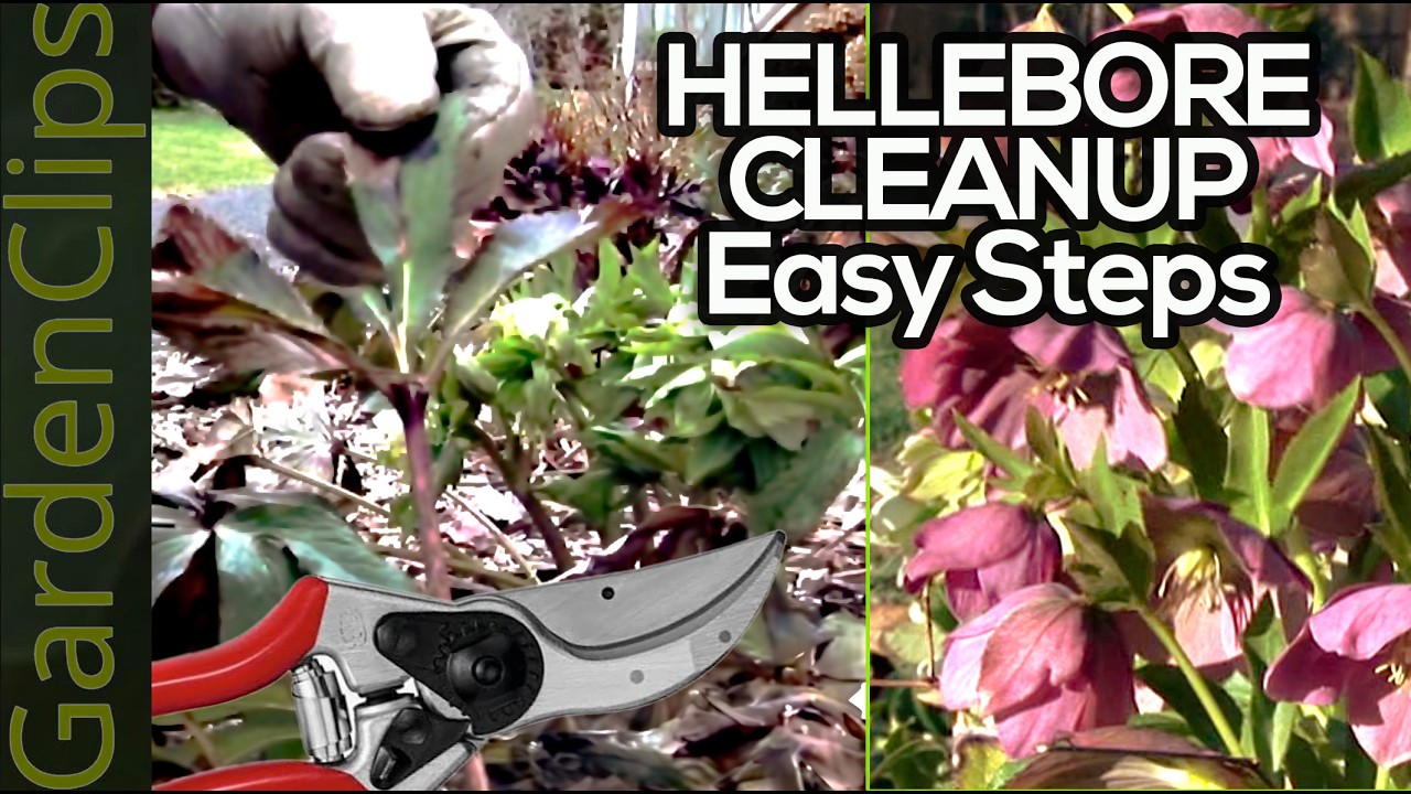 Pruning Hellebores - Cleaning up your Lenten Rose in the Spring - How to prune Hellebores