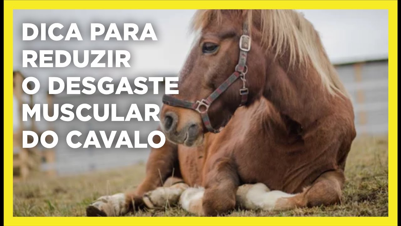 Dica para reduzir o desgaste muscular do cavalo