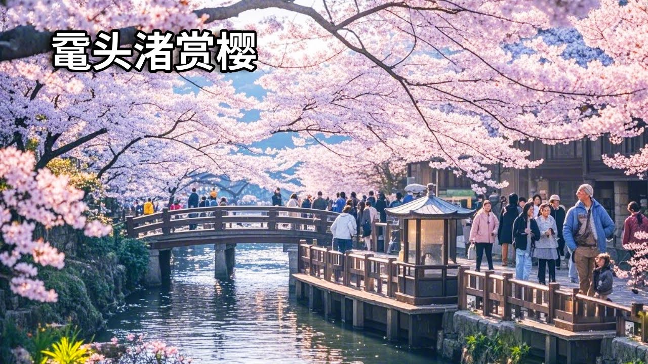 实拍世界级赏樱圣地无锡鼋头渚，每天10万赏樱大军涌入，从白天逛到夜晚根本看不腻【行走世界的北京老刘】