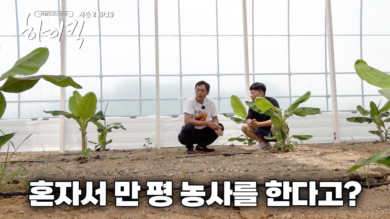 실패하기가 더 어렵다? 만 평도 혼자 할 수 있는 열대과일 농사 [리얼도전스토리 하이킥 시즌2 | 19회]