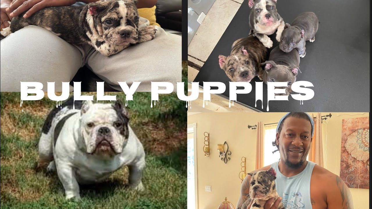 Clean exotic bullies for sale/what are the Best bully treats for your puppies and dogs