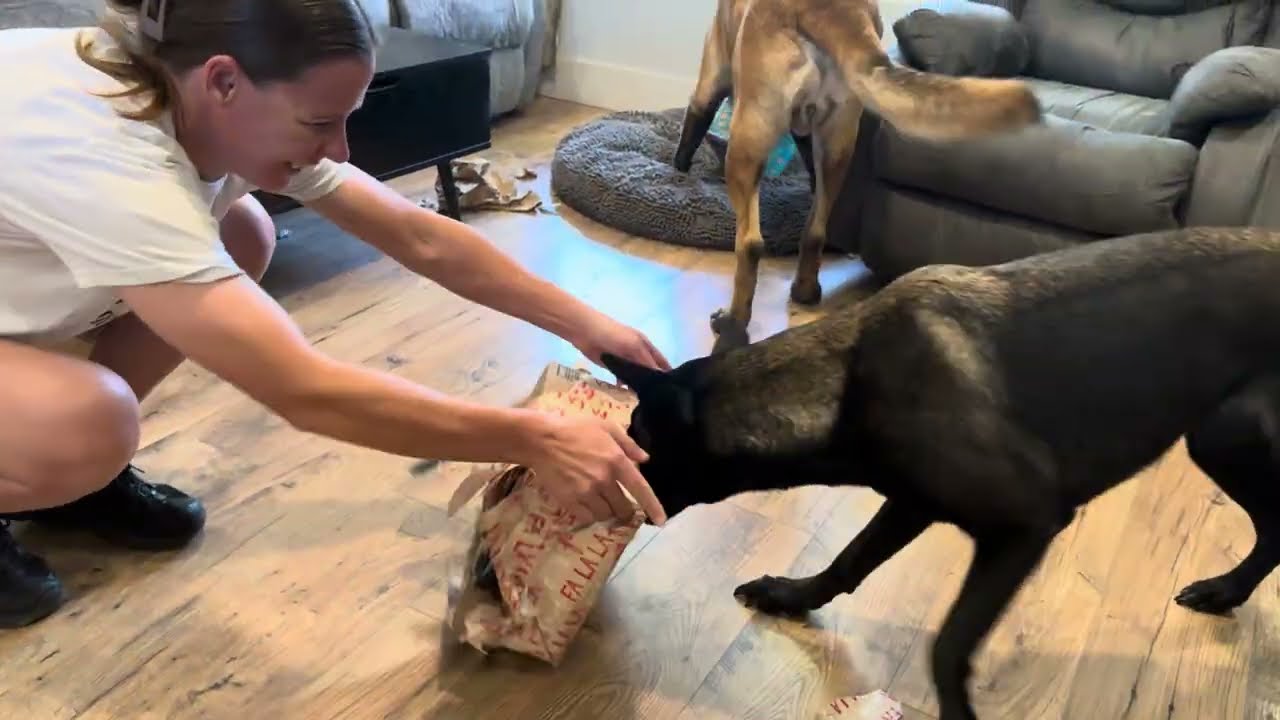 Raw & Unedited Video Of Whiskey & Freedom Opening Christmas Box #belgianmalinois #christmasdog #gift
