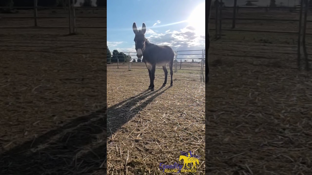 The scared Donkey -EVIE - begins to trust a Stranger - Authentic Connection by Equality Equine