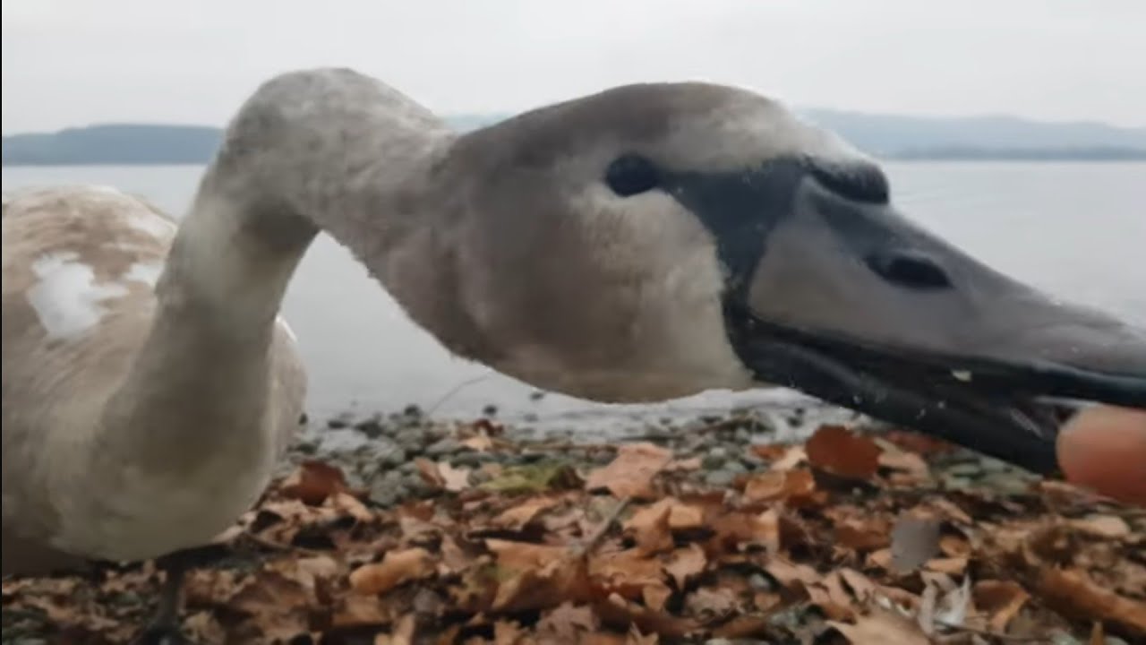 Schwan mag meine Kamera...(Swan likes my camera)