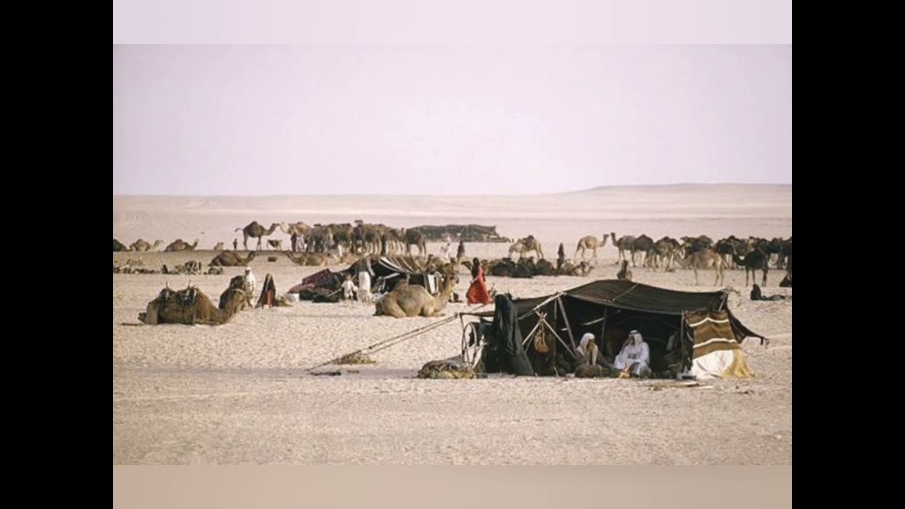 ( ١١ )  قصة الجمَّالة وقطاعين الطرق