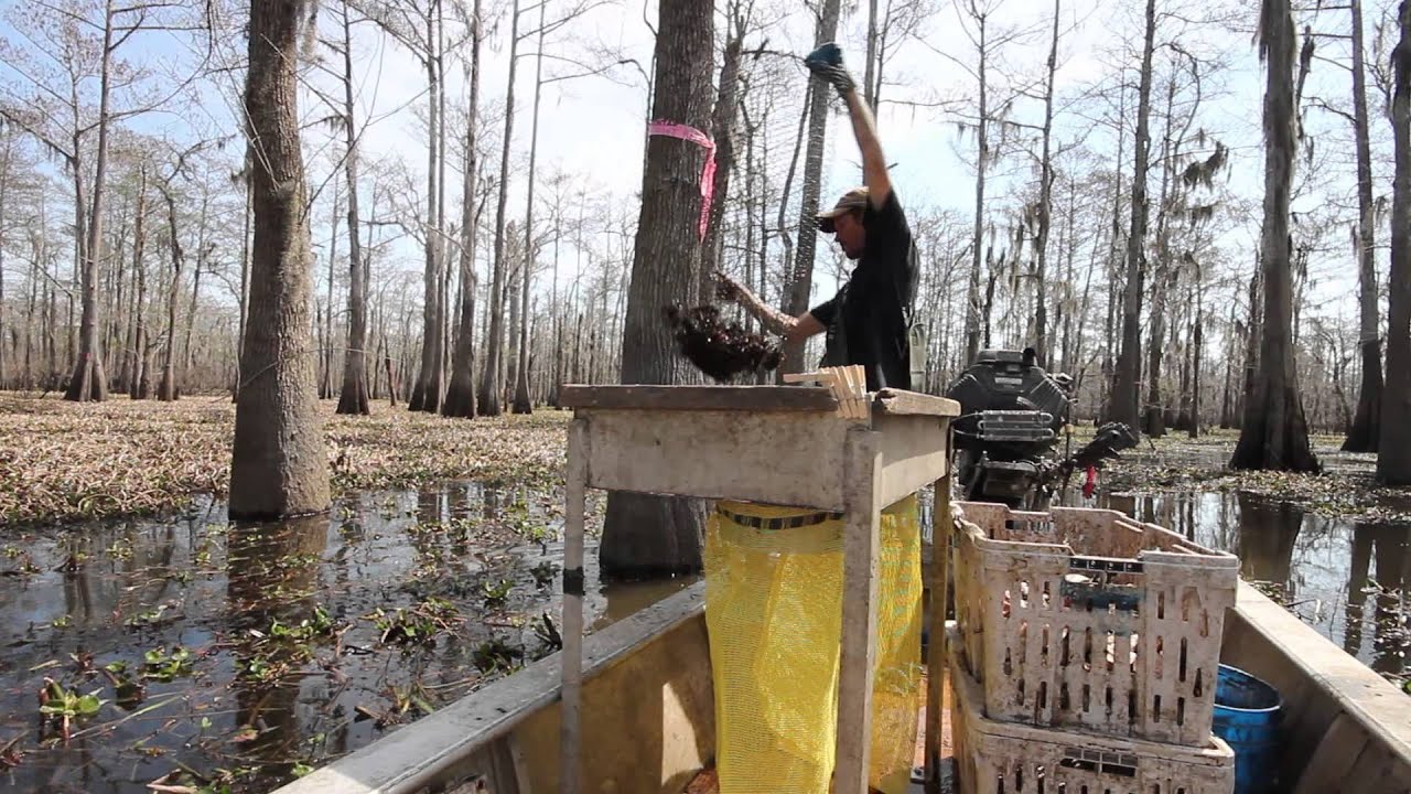 Through the Atchafalaya with Andy Bugh