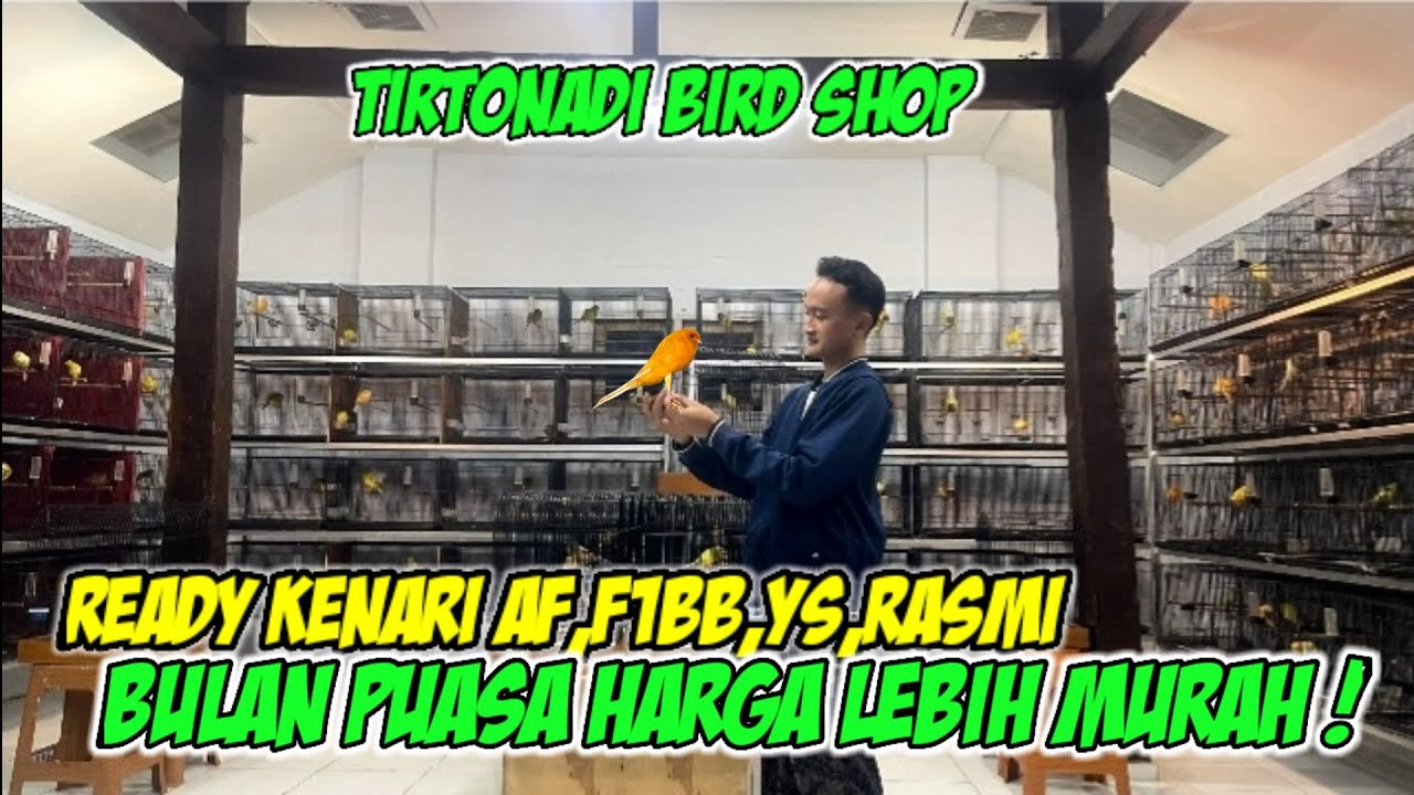 TIRTONADI BIRD SHOP Ready PAUD Af,F1bb,YS,Rasmi #kenarimania #kicaumania 