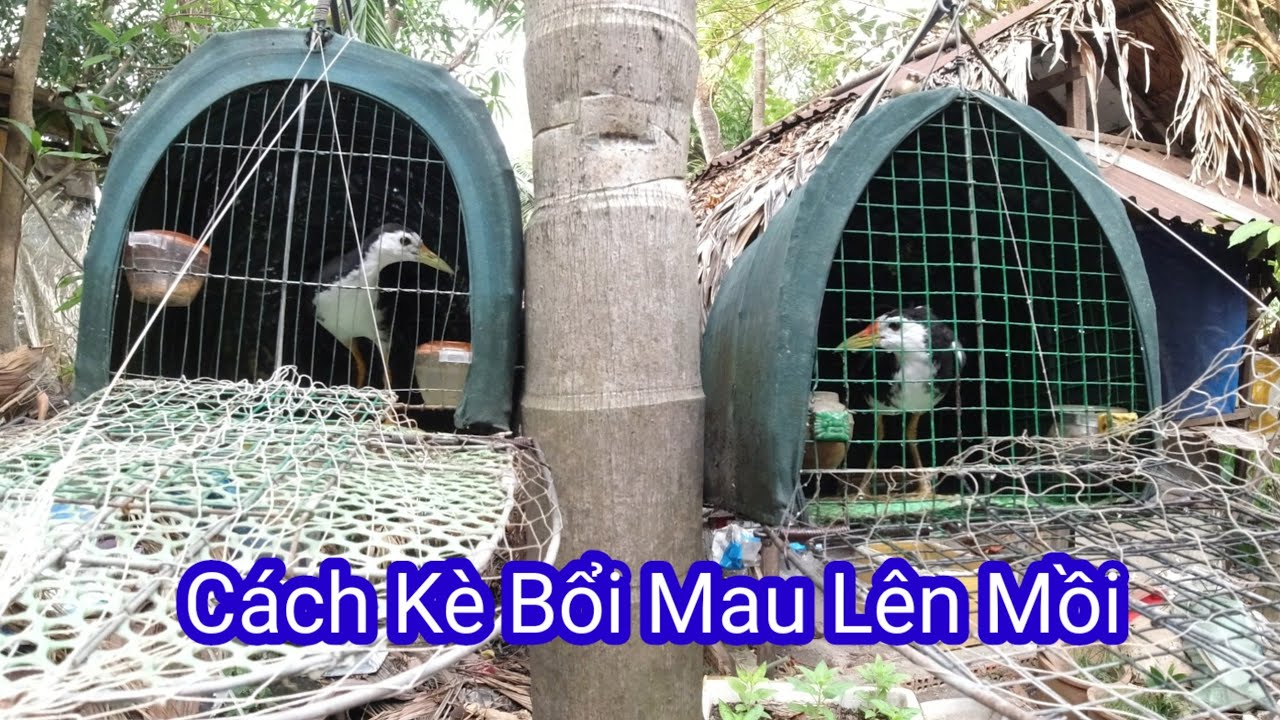 Cách Nuôi Thuần Quốc Bổi Thành Mồi Hay - Cách nuôi quốc bổi thành mồi.