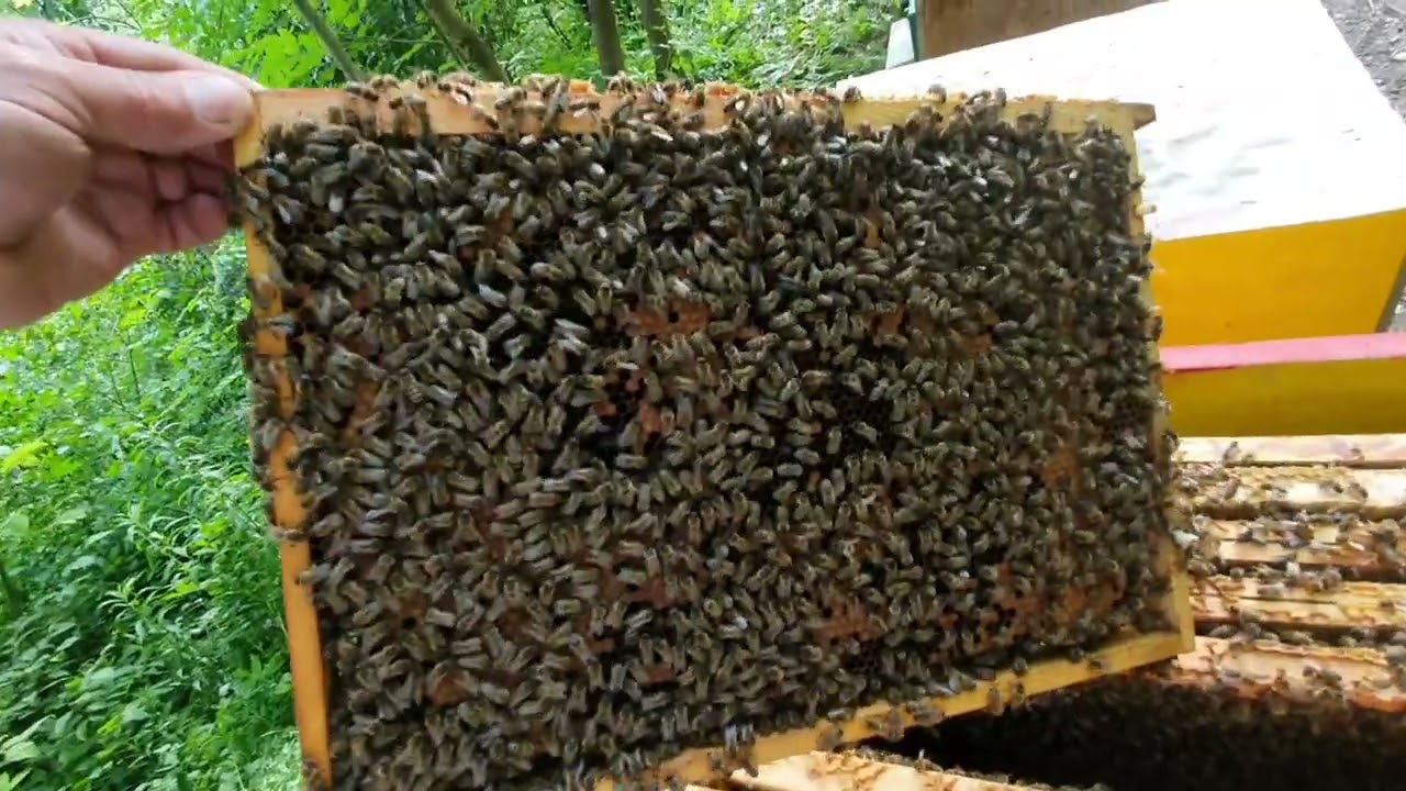 Podmlađivanje pčelinjaka.